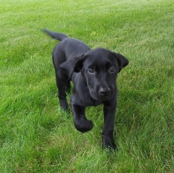 Coconut Labrador Retriever Puppy 607397 PuppySpot