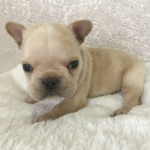 oscar french bulldog puppy