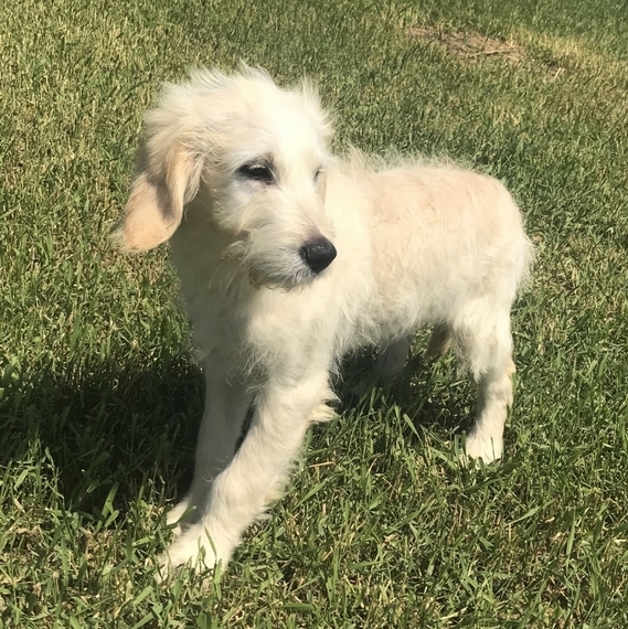 wire haired goldendoodle