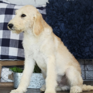 wire hair labradoodle