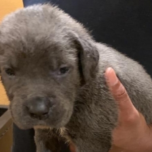 blue nose king corso