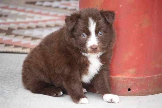 liver australian shepherd