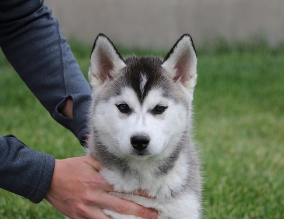 Jenny A Gray White Female Siberian Husky Puppy 5900 Puppyspot