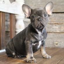 Izzy French Bulldog Puppy 599150 Puppyspot