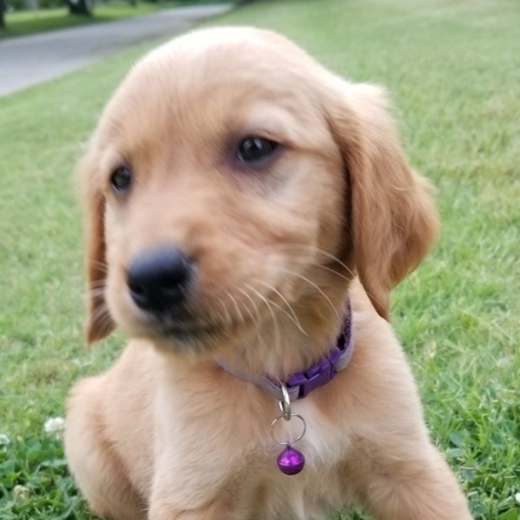 Gloria Bee A Dark Golden Female Golden Retriever Puppy 600060 Puppyspot