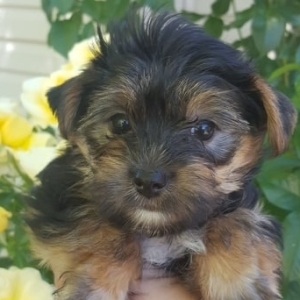 49 Australian Terrier Puppies For Sale In California Photography
