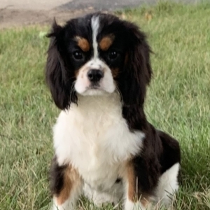 puppyspot cavalier king charles spaniel
