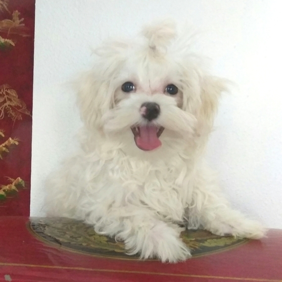 puppyspot maltese