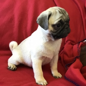 pug puppies under 500