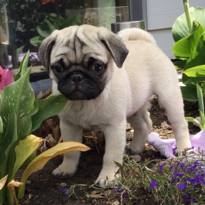 pug puppies under 500