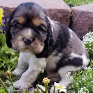 parti cocker spaniel puppies