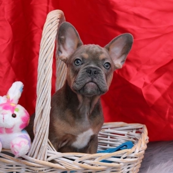 Shorty French Bulldog Puppy 605690 PuppySpot