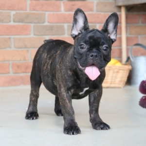 Magnificent Teacup French Bulldog Wisconsin Images