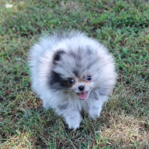 Sandy A Blue Merle Female Pomeranian Puppy 606680 Puppyspot
