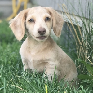 wire haired dachshund phoenix