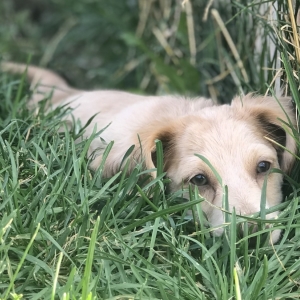 Phoenix Dachshund Puppy 606900 Puppyspot