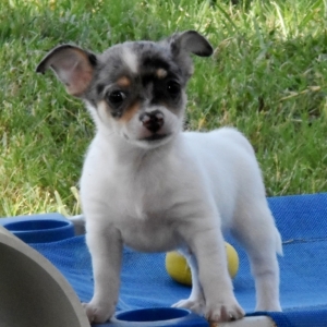 Karter Chihuahua Puppy 608180 Puppyspot