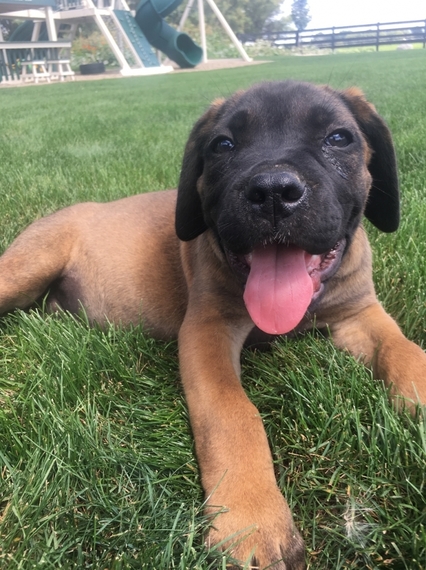 Benjamin Cane Corso Puppy 609560 Puppyspot