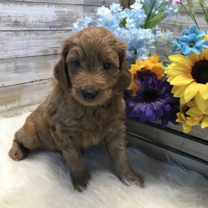 my goldendoodle puppy is so calm