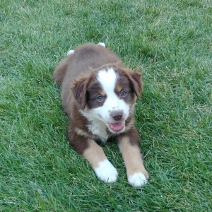 australian shepherd puppy find