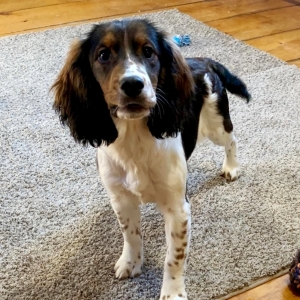 english springer spaniel chihuahua mix