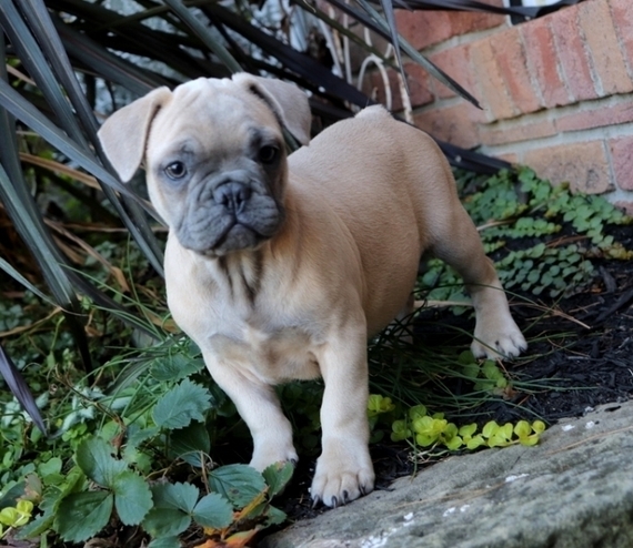 little monster french bulldog