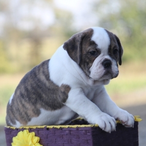blue victorian bulldog