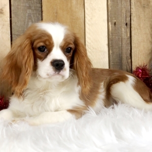 puppyspot cavalier king charles spaniel