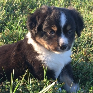 puppyspot australian shepherd