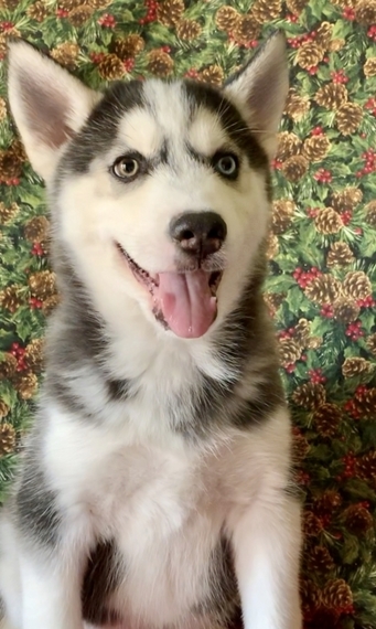 Apollo A Black White Male Siberian Husky Puppy 618210 Puppyspot