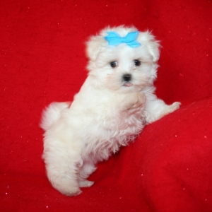 puppyspot maltese