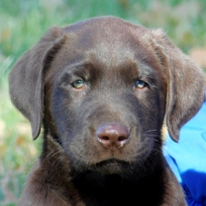 adorable chocolate lab puppies