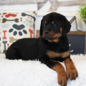 puppyspot rottweiler