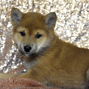 true sesame shiba inu