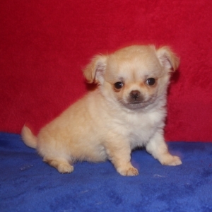 Teddy bear chihuahua breed Outlet