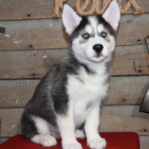 Hudson A Black White Male Siberian Husky Puppy 620810 Puppyspot