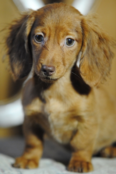 Myah Dachshund Puppy 622430 Puppyspot