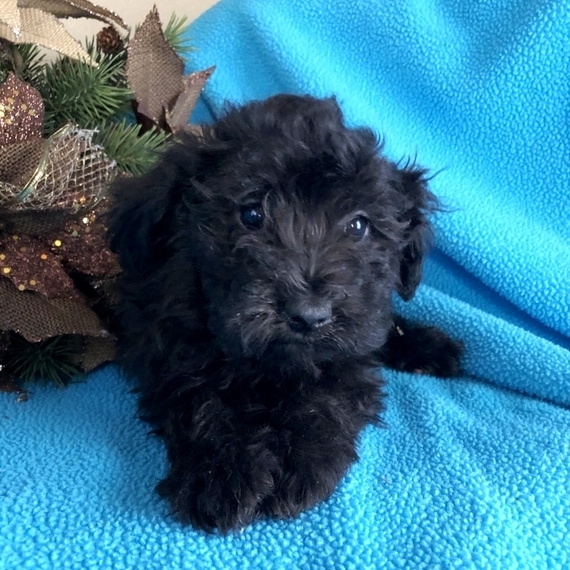 black teddy bear dog