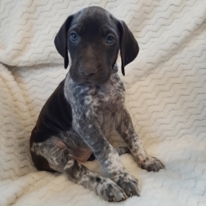 Hannah German Shorthaired Pointer Puppy 623640 Puppyspot