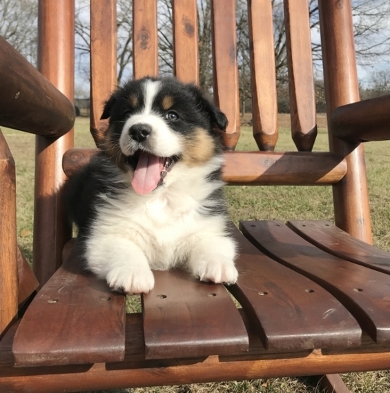 black tri color aussie