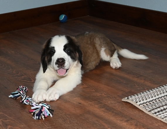 6 week old st bernard puppies