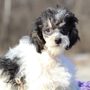 bernese poodle puppy