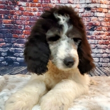 merle poodle for sale
