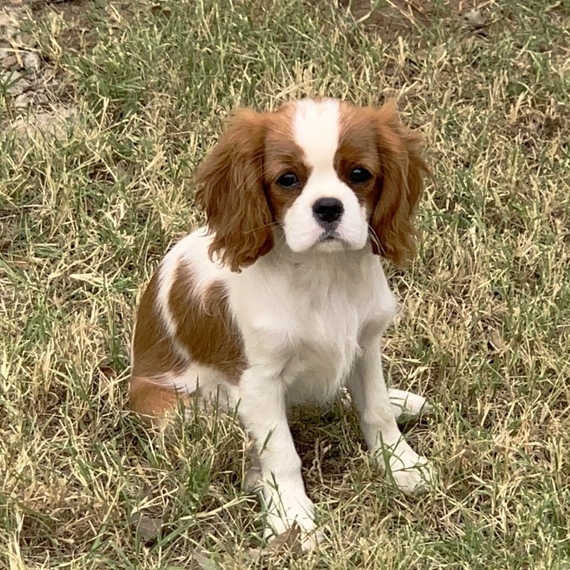our generation king charles spaniel pup