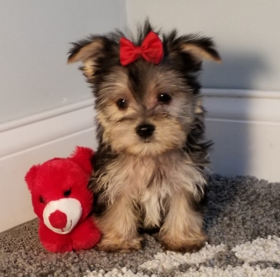 toy morkie puppies for sale