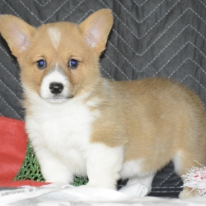 Andy A Red Female Pembroke Welsh Corgi Puppy 625660 Puppyspot