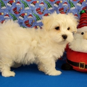 puppyspot maltese