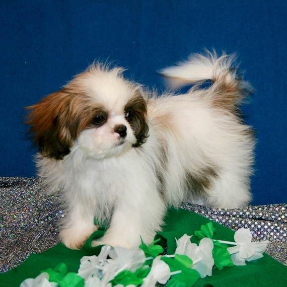 puppyspot shih tzu