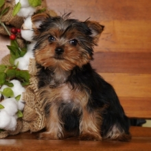 Cindy A Black Tan Female Yorkshire Terrier Puppy 627800 Puppyspot