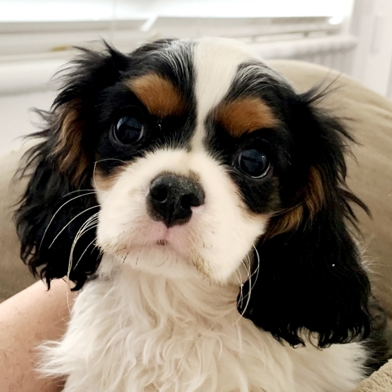 our generation king charles spaniel pup
